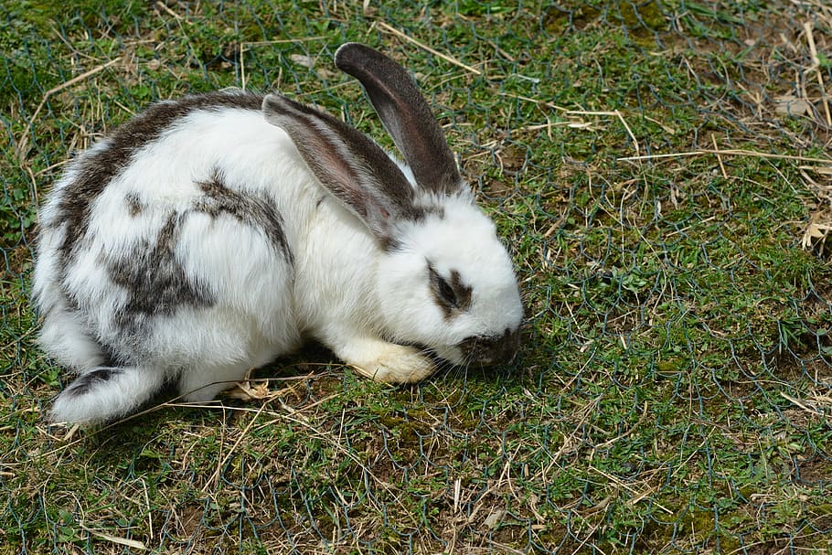 hare, rabbit, cute, long eared, rabbit - Animal, pets, fluffy HD wallpaper