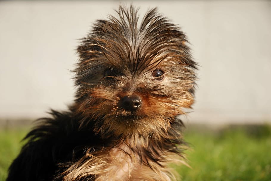 Yorkshire Terrier, Dog, Canine, Puppy, cute, pet, yorkie, little, HD wallpaper