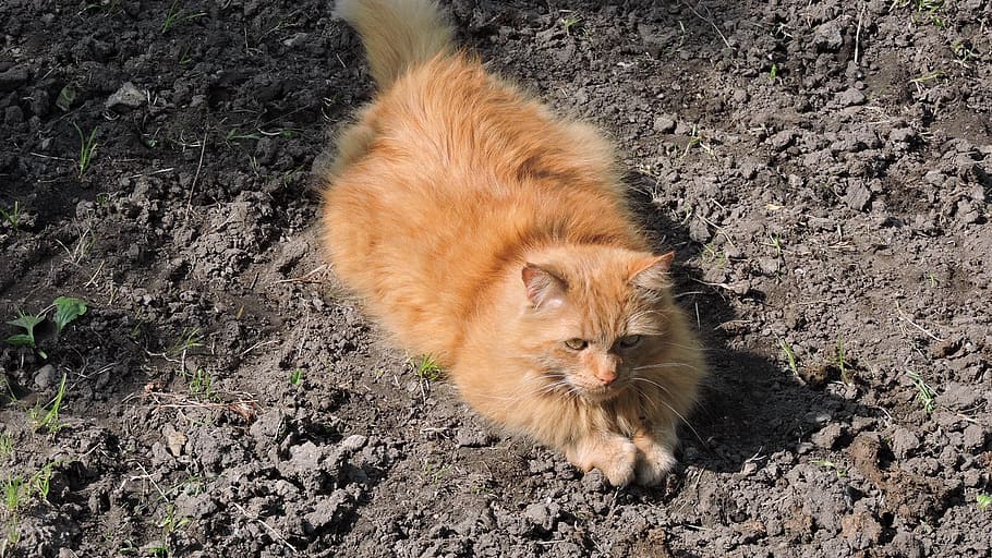 Cat, Play, Red Cat, one animal, animal themes, animals in the wild HD wallpaper