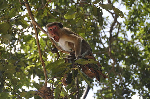 macaque hanging on brown tree branch at daytime, Monkey, Screaming HD wallpaper