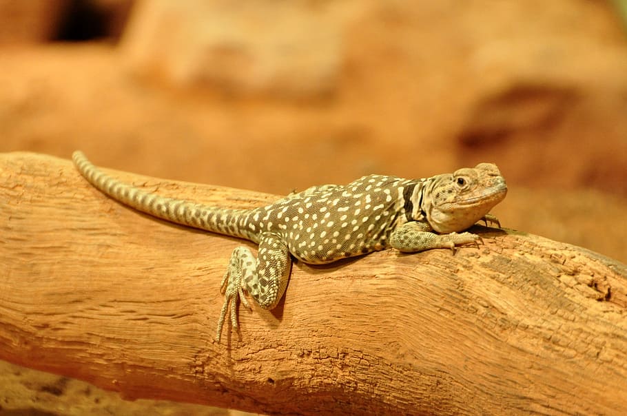 collars lizard, reptile, animals, nature, animal themes, animal wildlife HD wallpaper