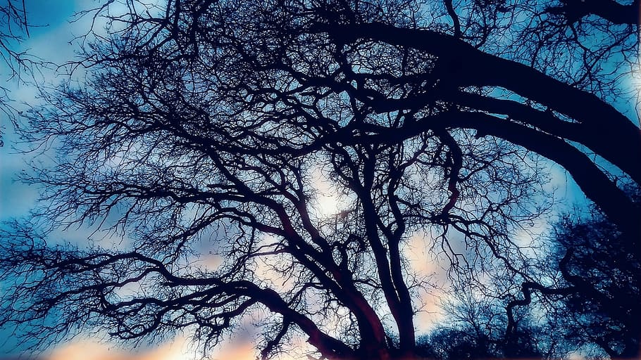 trees, sky, sunset, nature, outdoor, branch, silhouette, outdoors HD wallpaper