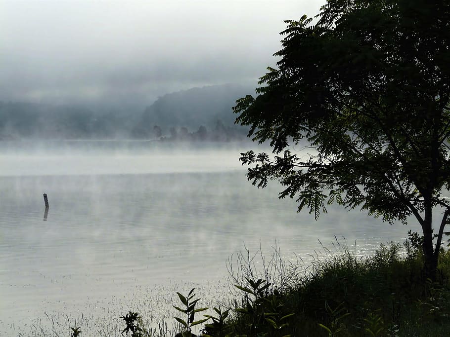 lake, tree, nature, water, sky, plant, fog, beauty in nature HD wallpaper