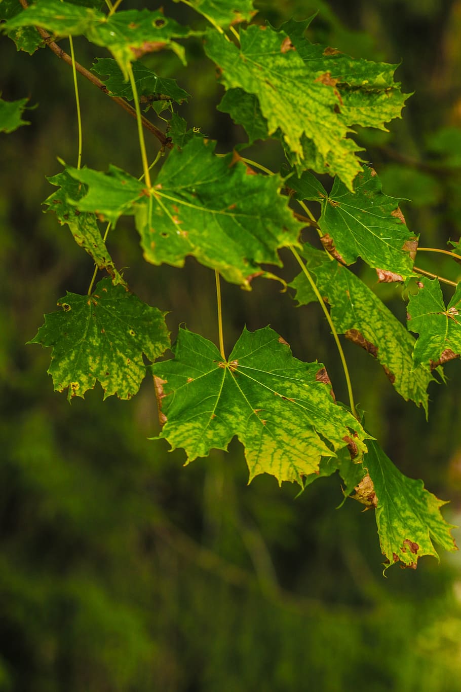 leaf, tree, nature, green, summer, plant part, growth, green color HD wallpaper