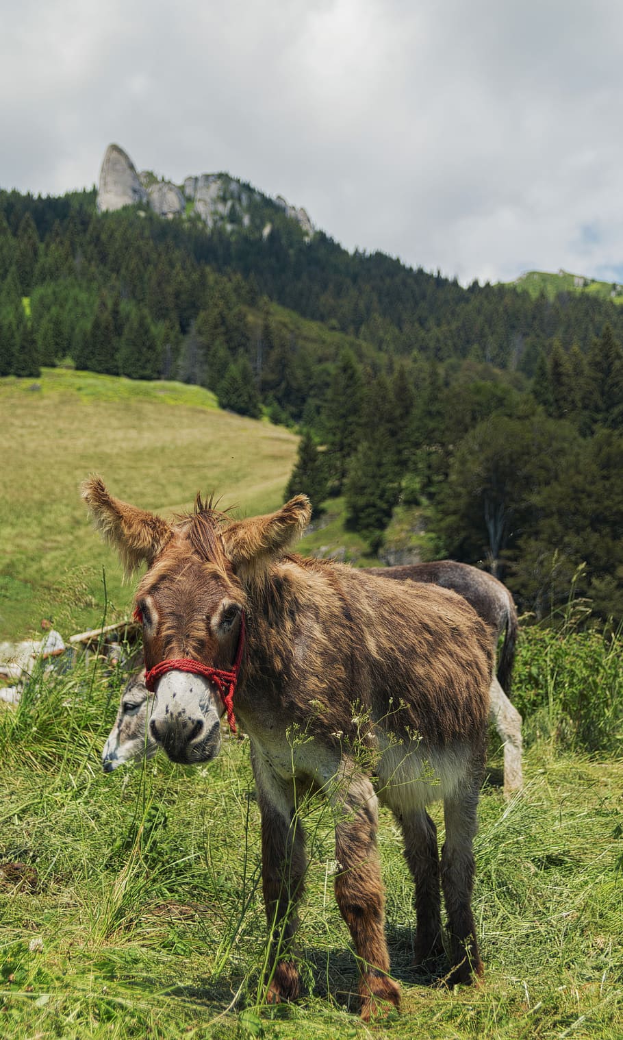 wildlife photography of brown donkey, mountain, forest, green HD wallpaper