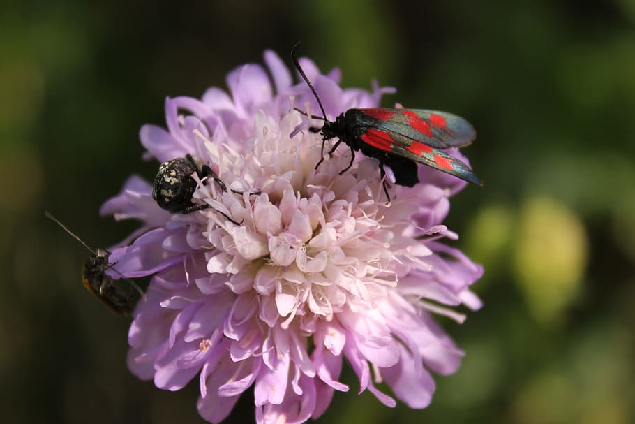 Flower, Beetle, Insect, Blossom, Bloom, nature, plant, violet HD wallpaper