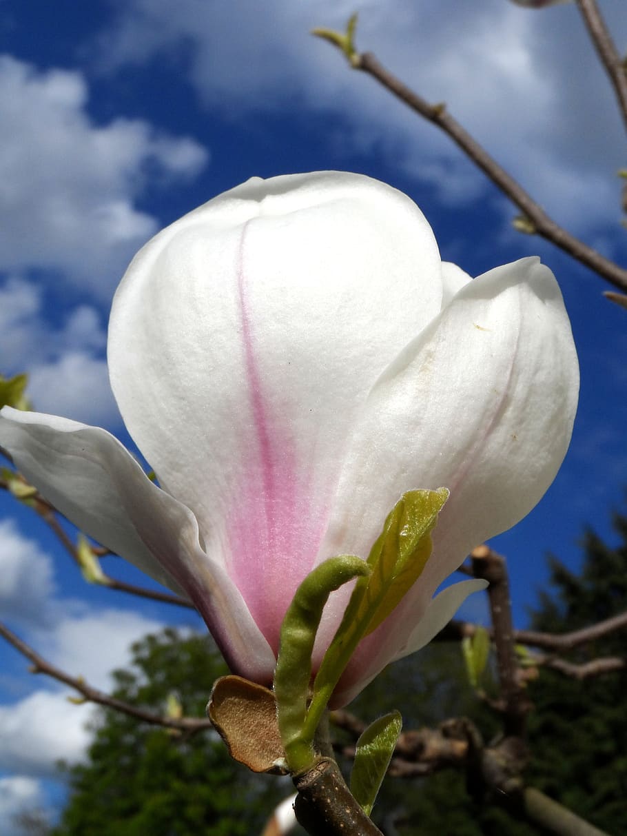 magnolia, blossom, bloom, pink, white, grow, close up, plant, HD wallpaper