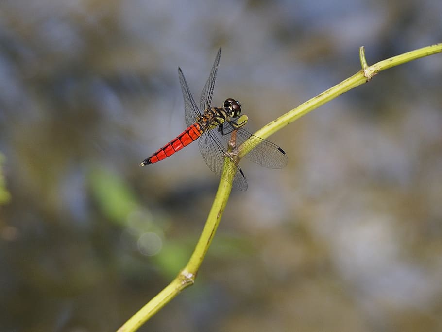 dragonfly, red-bellied, rest, animal themes, animal wildlife HD wallpaper