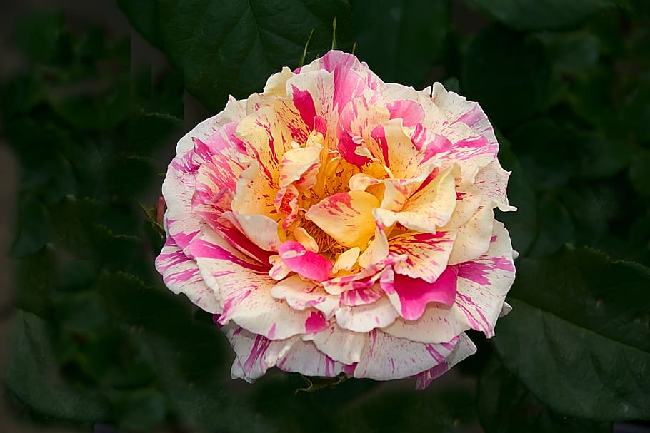 white, pink, and yellow rose flower, multi coloured, blossom HD wallpaper