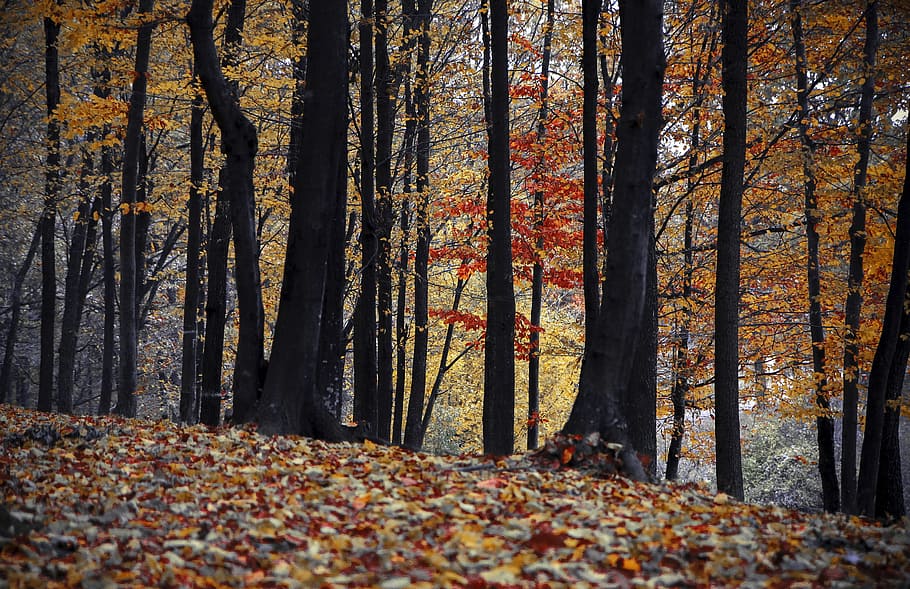 nature, forest, trees, autumn, environment, fall, outdoors, woods HD wallpaper