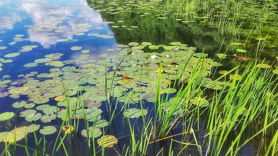 lake, water, pond, reflection, plants, lilies, water lilies HD wallpaper