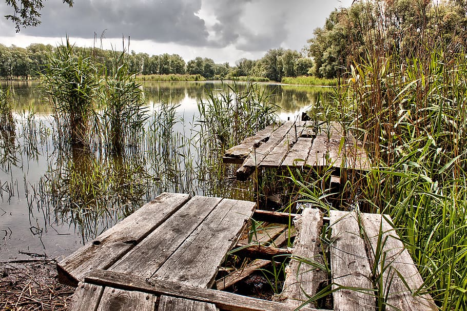 lake, reed, water, web, biotope, morbid, plant, wood - material HD wallpaper