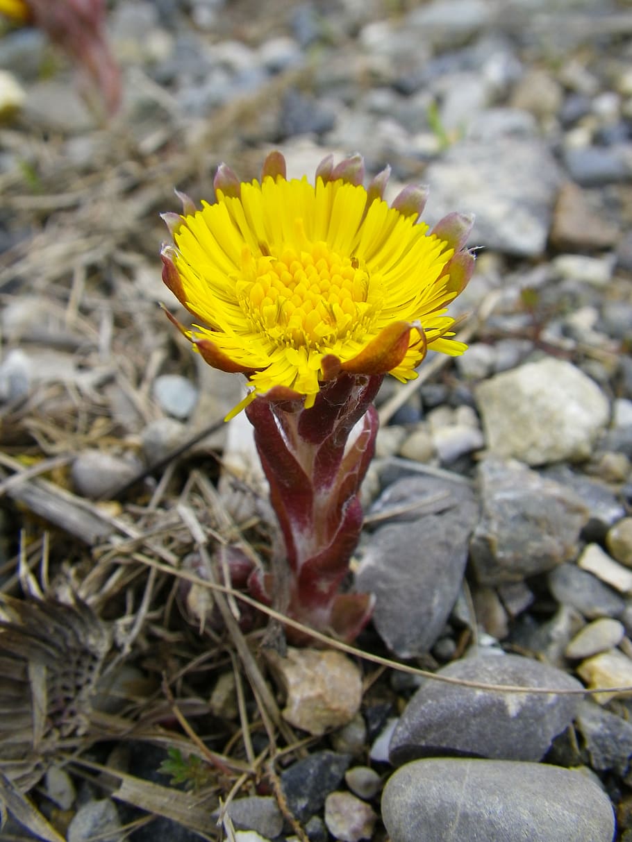 pointed flower, spring, yellow, spring flower, flowering plant HD wallpaper