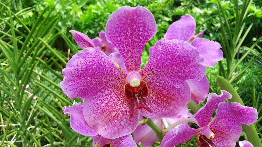 orchid, national orchid garden, singapore, flower, petal, nature, HD wallpaper