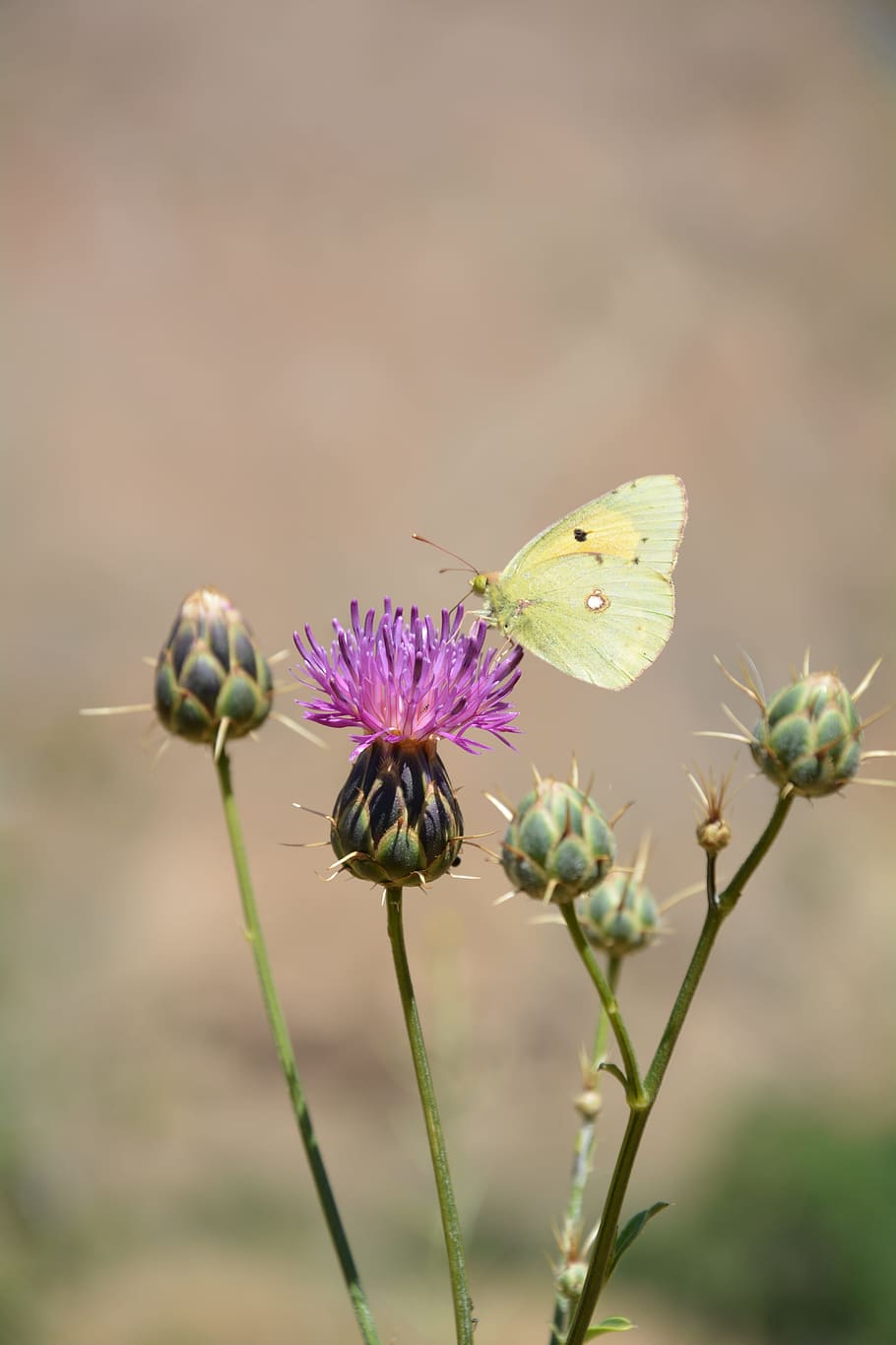 Macro, Pertek, Butterfly, Flower, nature, plant, fragility HD wallpaper