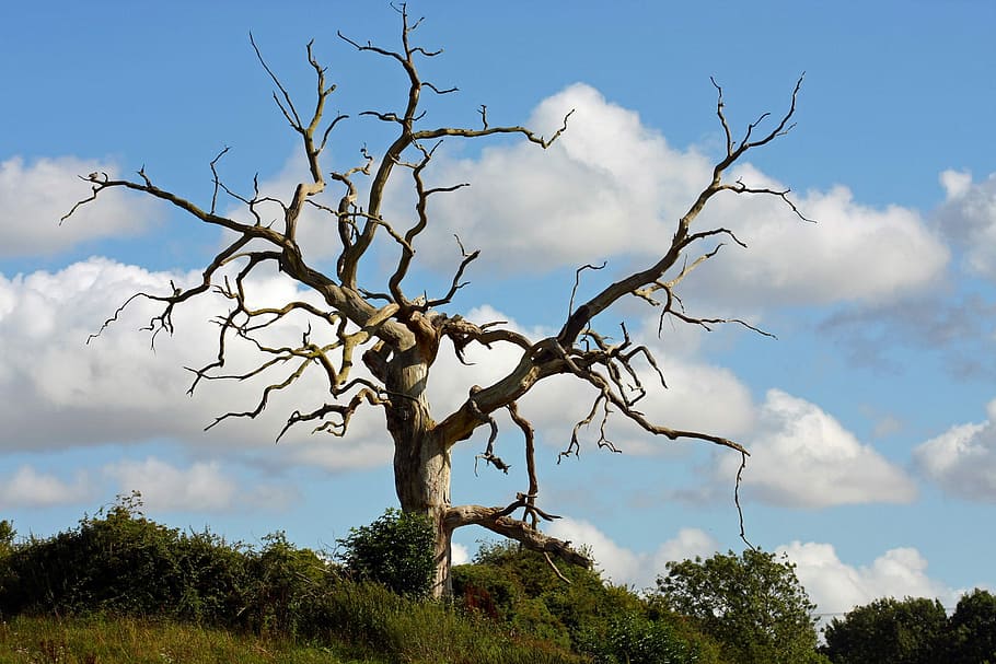 landscape photography of bare tree, One, Dead Tree, Blue, Sky HD wallpaper