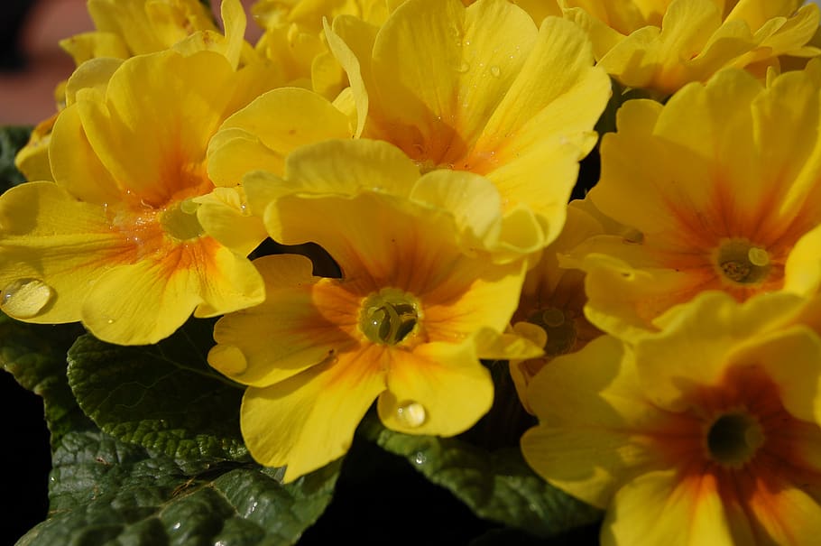 flower, plant, nature, leaf, flowering plant, petal, fragility HD wallpaper