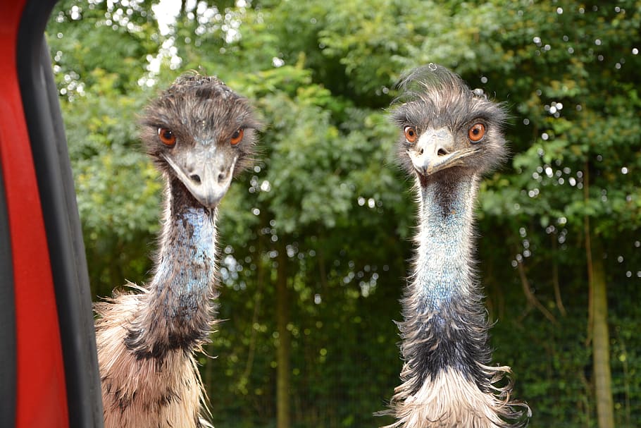 two ostriches, emus, big bird, zoo, plumage, nature, feathers, HD wallpaper