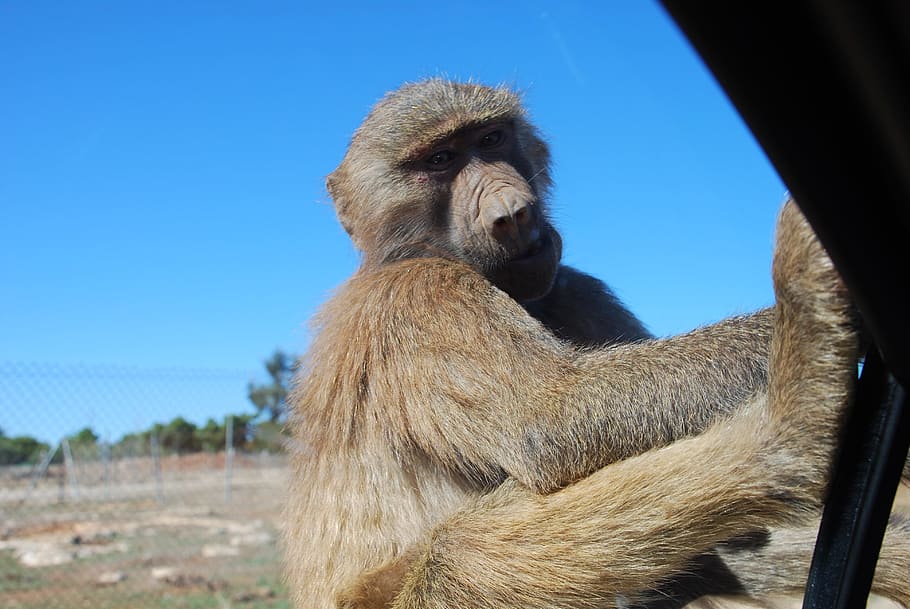 Baboon, Mallorca, Monkey, Animal, wildlife, primate, mammal HD wallpaper