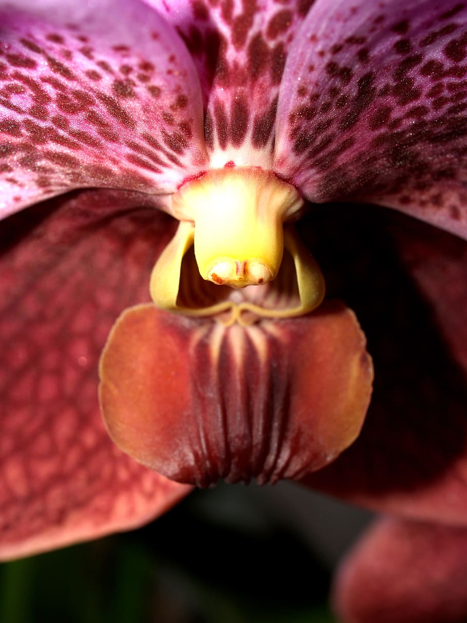 orchid, flower, bright, violet, flora, growth, decoration, bud HD wallpaper