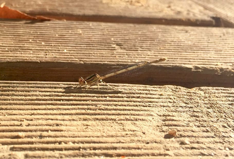 dragonfly, insect, macro, animals in the wild, invertebrate HD wallpaper