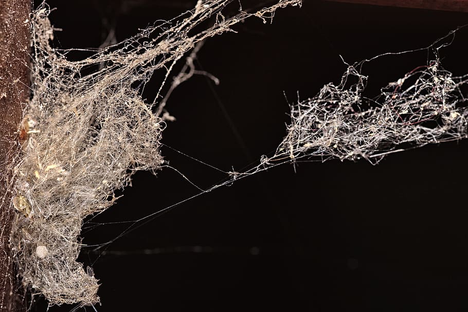 spider web, nature, close, macro, cobweb, network, animal world HD wallpaper