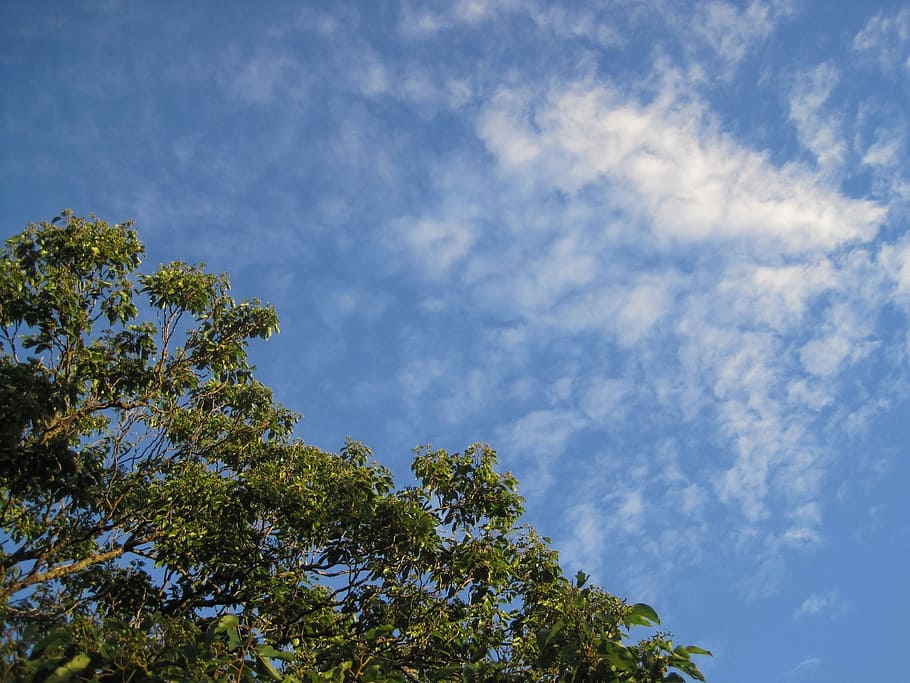 sky, blue, cloud, white, feather, scanty, tree top, low angle view HD wallpaper