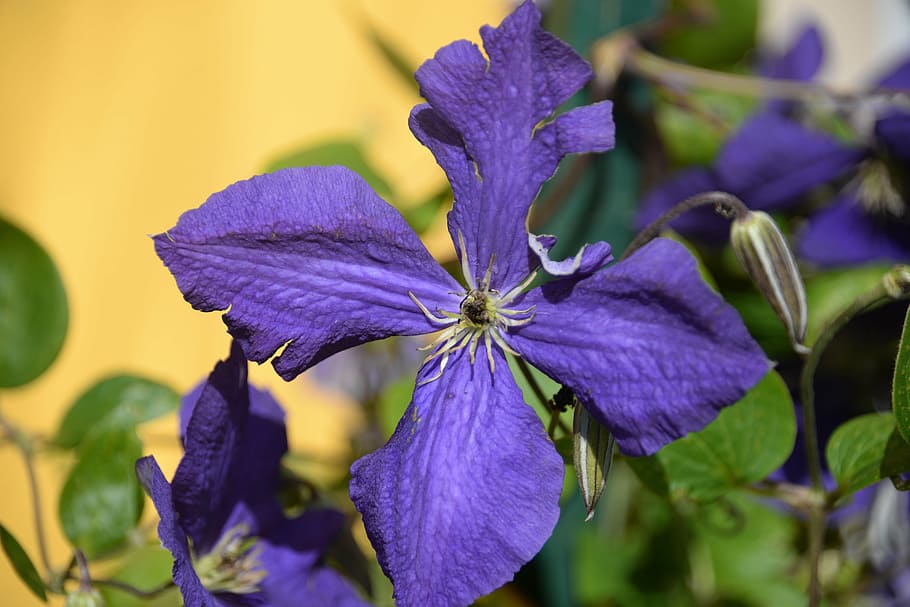 clematis, violet, macro, blossom, bloom, flower, garden, nature HD wallpaper