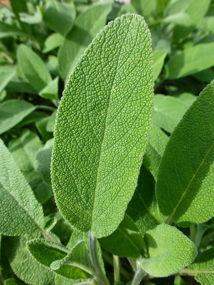 Leaf, Sage, Veins, Macro, Nature, green, green leaf, herb, herbal, HD wallpaper