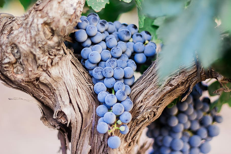 blue berries on tree, selective focus photo of cluster of blueberries HD wallpaper