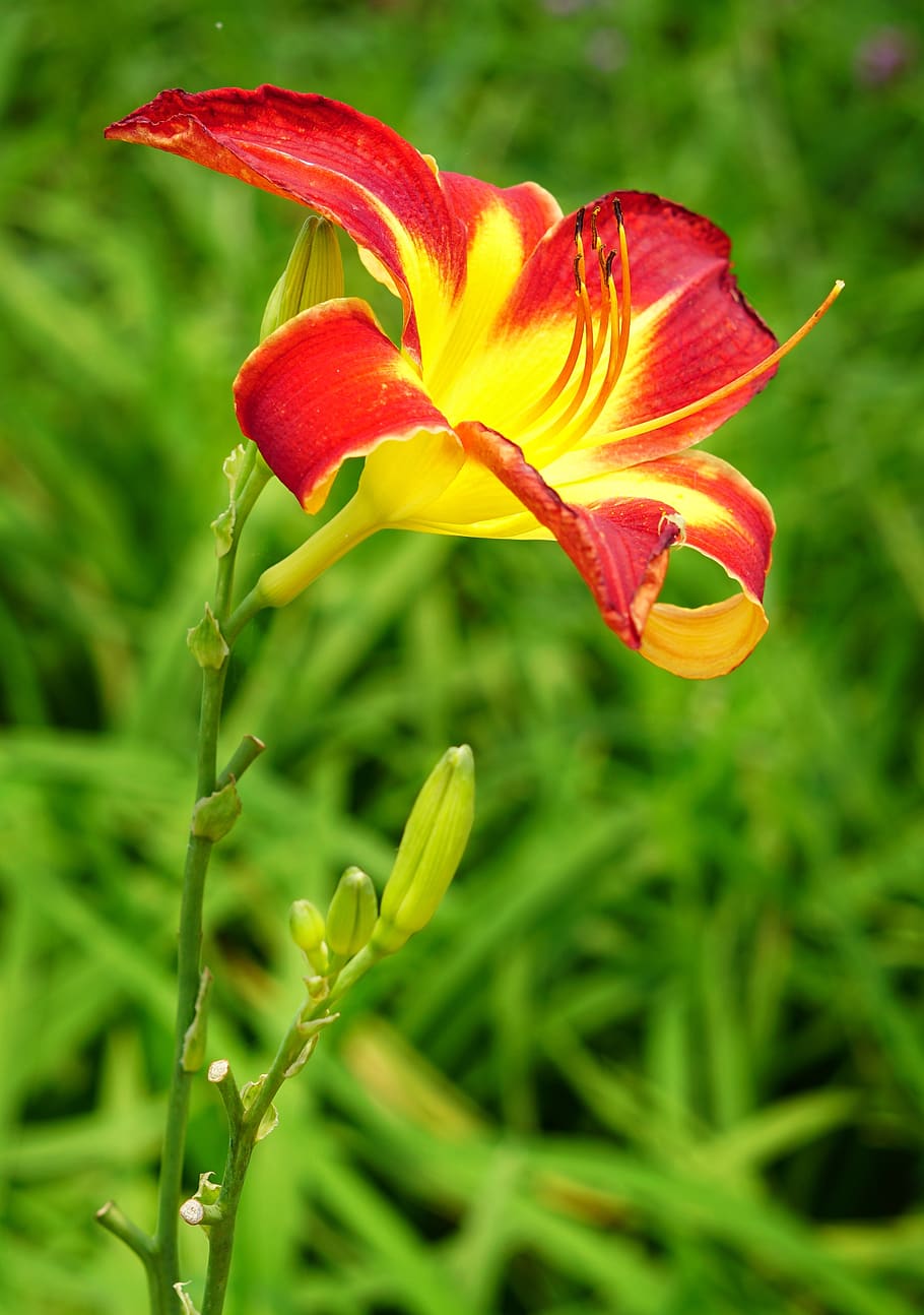 daylily, orange day-lily, nature, flower, flora, summer, garden, HD wallpaper