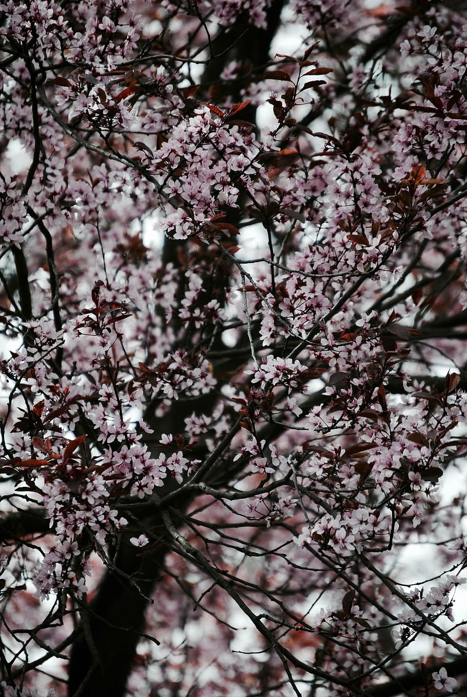 tree, pink, japan, spring, wild cherry, blossom, bloom, cherry blossom HD wallpaper