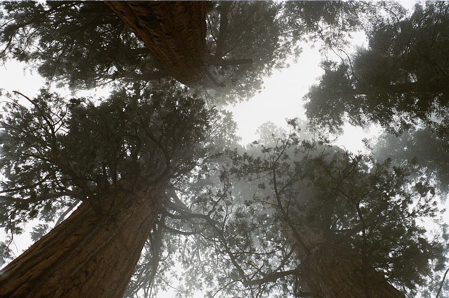 forest, trees, high, large, plant, low angle view, tree trunk HD wallpaper