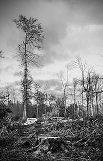 Storm Damage, Forest, Devastation, landscape, destruction, destroyed HD wallpaper