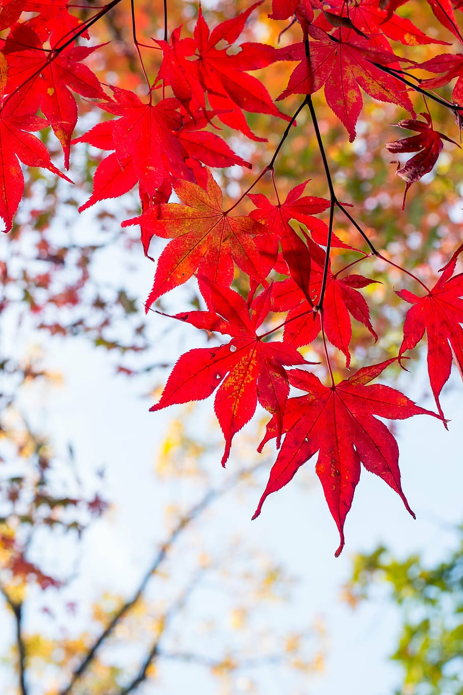 maple tree, plant, foliage, japan, kaede, autumnal leaves, red, HD wallpaper