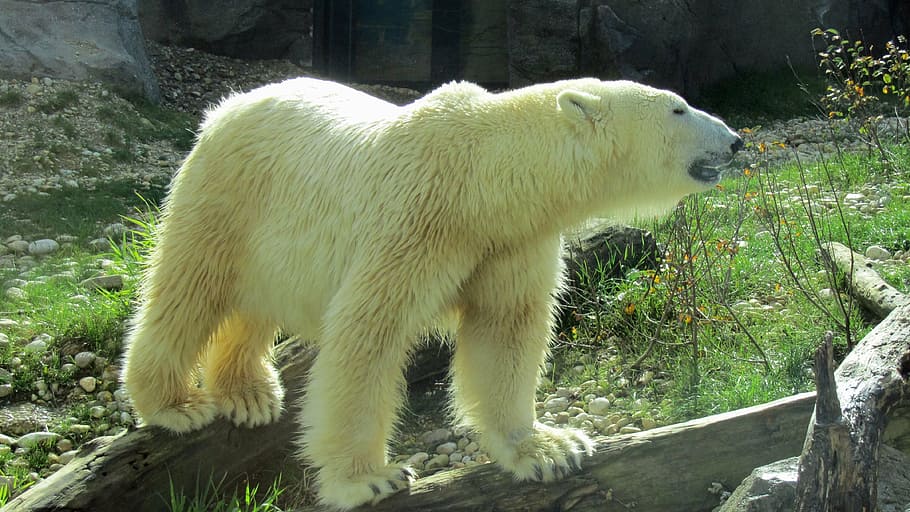 polar bear, predator, bear enclosure, animal themes, mammal HD wallpaper