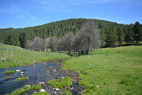 landscape, sila, spring, river, plant, tree, sky, green color HD wallpaper