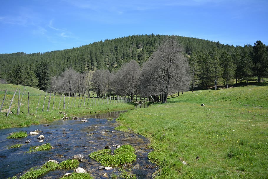 landscape, sila, spring, river, plant, tree, sky, green color HD wallpaper