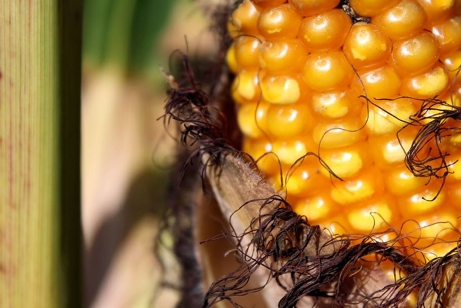 corn, corn on the cob, cornfield, piston, yellow, vegetables HD wallpaper