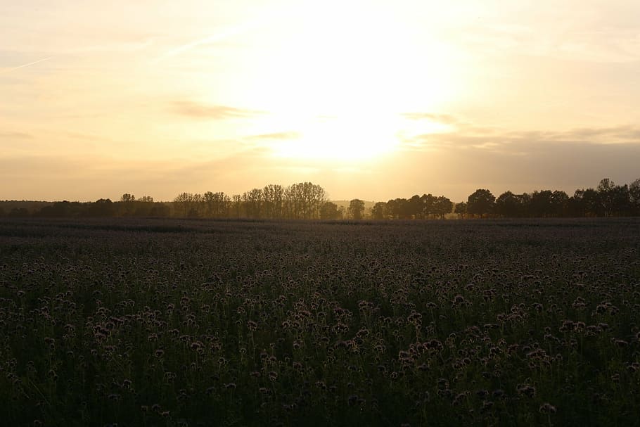 sunset, field, bees, phacelia, abendstimmung, evening sky, landscape HD wallpaper