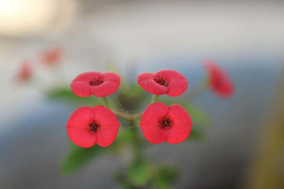 flower, red, macro, nature, plant, summer, white, garden, green HD wallpaper