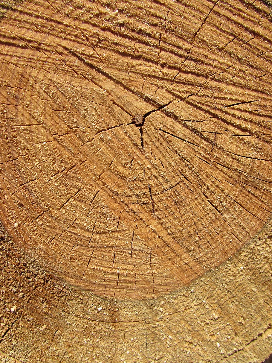 wood, tree, nature, trunk, forest, bark, texture, tree trunk HD wallpaper