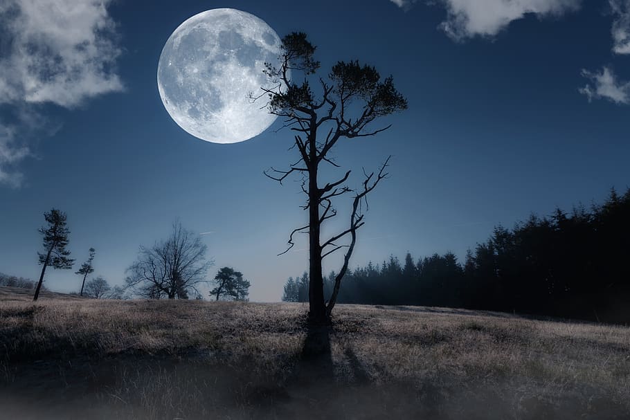 moon, night sky, moonlight, full moon, composing, tree, plant HD wallpaper