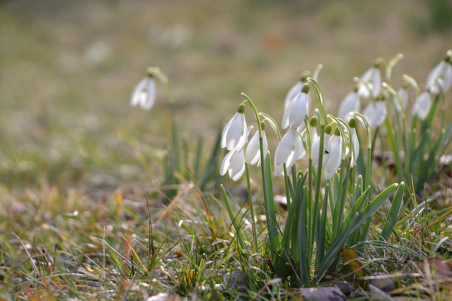 Snowdrop, Spring, Flower, White, plant, grass, growth, nature HD wallpaper