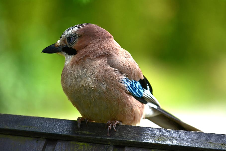 nature, bird, jay, feather, one animal, animal themes, vertebrate HD wallpaper