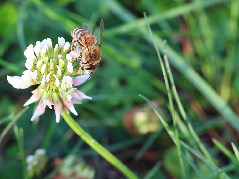 bee, always, klee, pollination, sprinkle, beekeeper, beekeeping HD wallpaper
