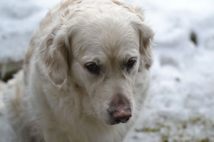 Dog, Head, Sit, looking at camera, one animal, portrait, pets HD wallpaper