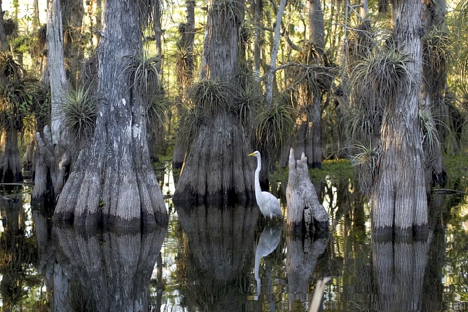 white swan beside brown trees, swamp, cypress, egret, great, wildlife, HD wallpaper