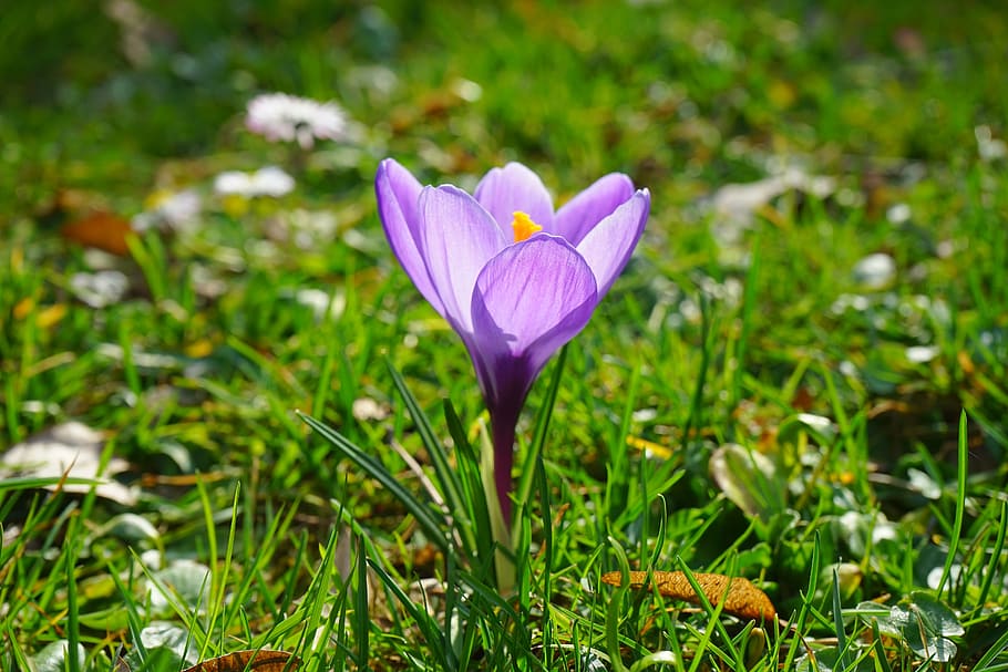 crocus, flowers, plant, spring, frühlingsblüher, violet, purple HD wallpaper