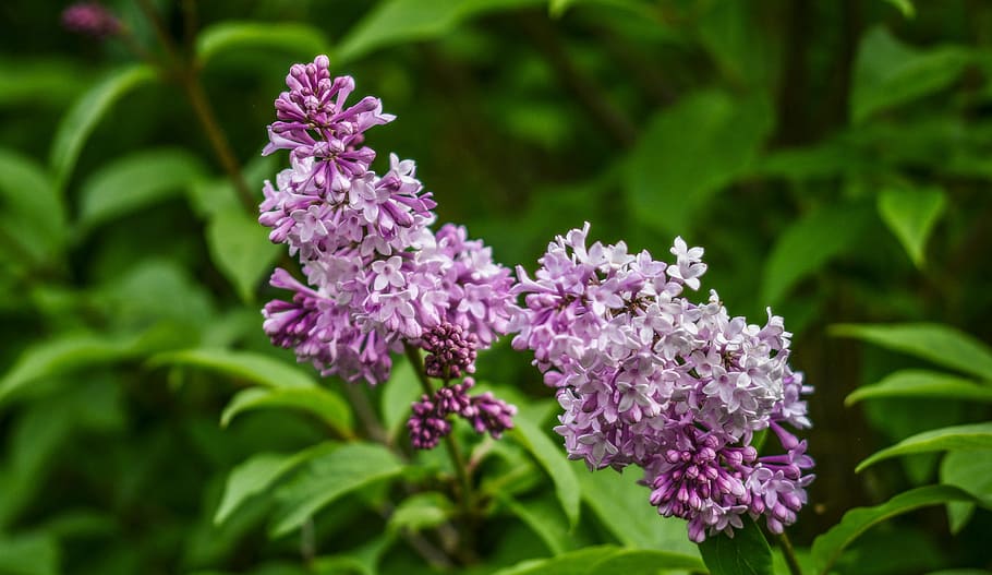 flower, lilac, pink, sunlight, plant, petal, summer, spring HD wallpaper
